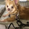ライチもうすぐ8歳の若々しいチワワ男子 サムネイル6