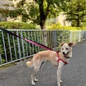セーラ推定5歳の温和な中型犬
