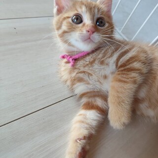 茶トラ☆人懐っこい女の子☆ゆずﾁｬﾝ