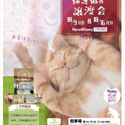 笑ねこ(ワラネコ)  保護猫の譲渡会