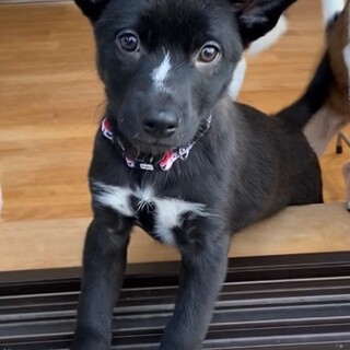 人懐っこくて甘えん坊♡人のお膝が大好きなナナちゃん