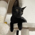 生後5ヶ月程度の黒猫の男の子です☆