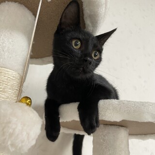 生後5ヶ月程度の黒猫の男の子です☆