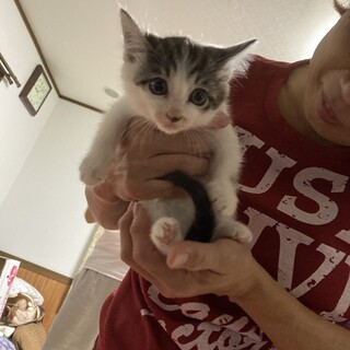 急募！生後1ヶ月半 サバシロ男の子①♂千葉県野田市