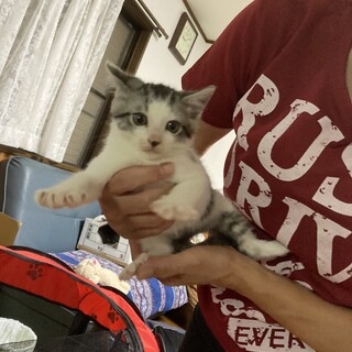 急募！生後1ヶ月半 サバシロ②男の子♂千葉県野田市