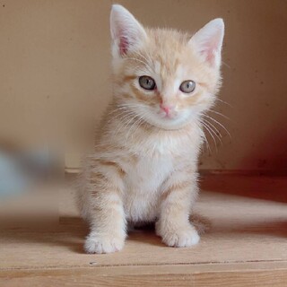 ♪まんまる顔のたぬきち♪2ヶ月の男の子☆