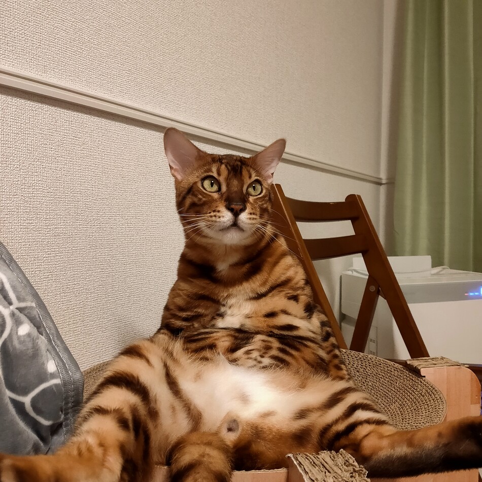 タラのカバー写真