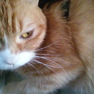 【他サイトで進行中】スコティッシュフォールド