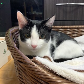 トライアル決定！元気なハチワレのマリンくん♡