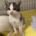 トライアル決定！白黒ねこのニルくん♡