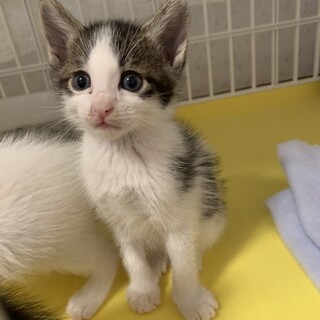 トライアル決定！白黒ねこのニルくん♡