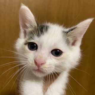 トライアル決定！白黒ねこのアエルちゃん♡