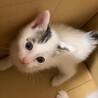 トライアル決定！白黒ねこのアエルちゃん♡ サムネイル2