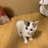 トライアル決定！白黒ねこのアエルちゃん♡ サムネイル3