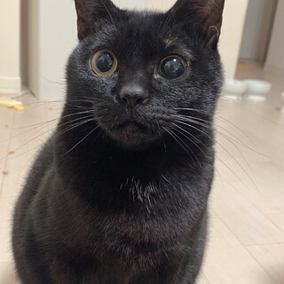 譲渡会にて里親様決定しました！