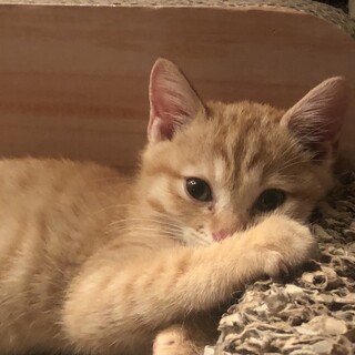 ありがとうございました★茶虎のふるちゃん