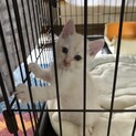 白の子猫の里親さん大募集