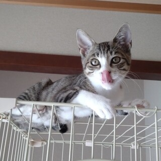 人馴れバッチリ！どうかよろしくお願い致します！