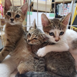 愛らしい700㌘の3兄弟　ワクチン・ウイルス検査済