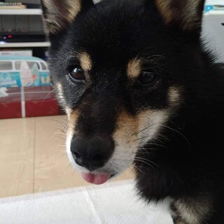 少しビビりな柴犬くん推定5歳程