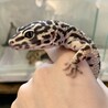 いっちさん