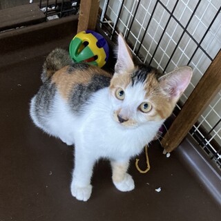 甘えん坊可愛い三毛のシルビーちゃん