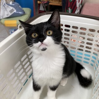 甘えん坊可愛い白黒マルク君