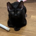 よく人慣れしています。黒猫ちゃんです。