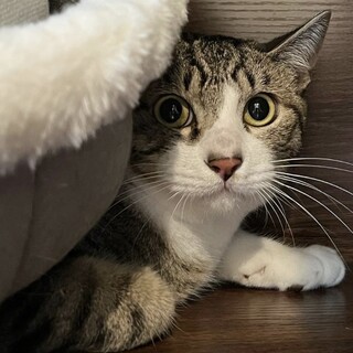 ニコラ