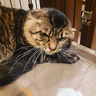 ボク臆病者の【もふ君】だーい