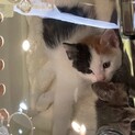 三毛子猫さん(募集停止中