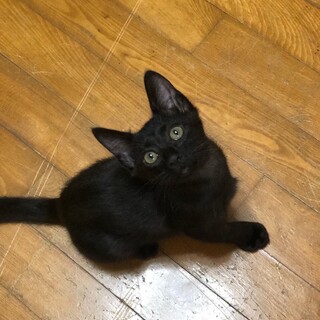 黒猫ライチくん♪