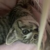 《里親サマ決まりました！》保護猫を家族に☆*。 サムネイル4