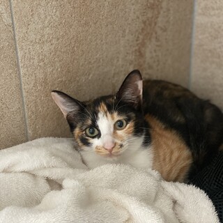 元気いっぱい美三毛猫☆とわ♀仔猫 生後4ヶ月