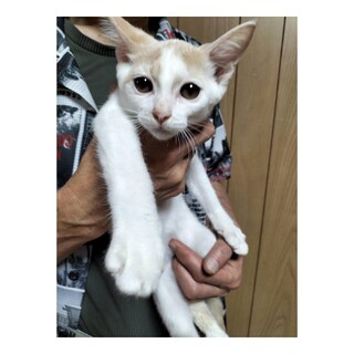 人馴れ抜群の子猫、おみた君