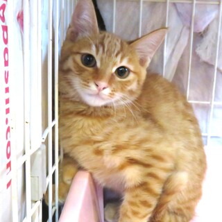 美少年・莉央（りお）くん、穏やか・医療しつけ済