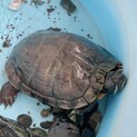 ミシシッピアカミミガメ(ミドリガメ)の里親募集