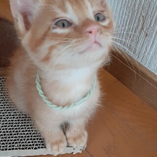 茶トラにゃんこ【男の子】