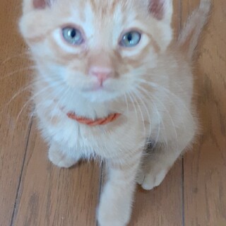 茶トラのにゃんこ【男の子】