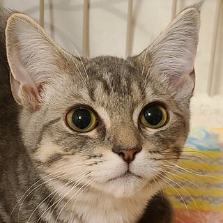 模様が濃い目アメショミックス？