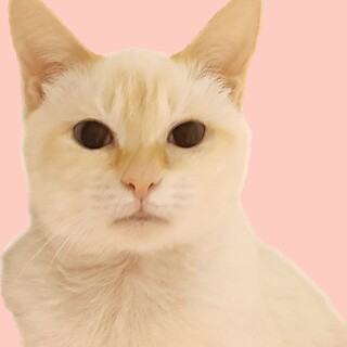 控えめな性格のみゅうみゅう