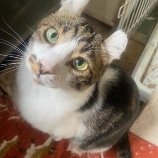 アメリカンカール耳のイケメンくん☆