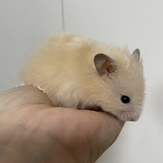 【募集停止・検討中】キンクマロング男の子