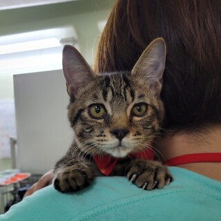 10/23宮代町譲渡会　ダイ君　３ヶ月　