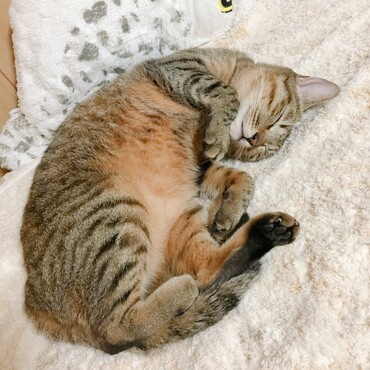 の写真
