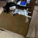 黒猫 6ヶ月くらい