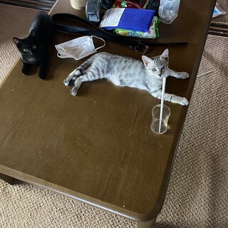 黒猫 6ヶ月くらい