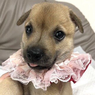 保健所からレスキューした子犬♀きいちゃん