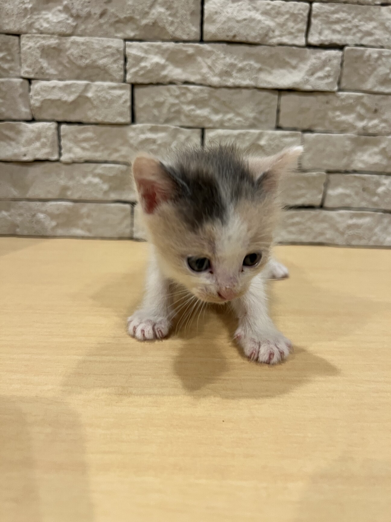 子猫 三毛猫 女の子 生」埼玉県 - 猫の里親募集(433449