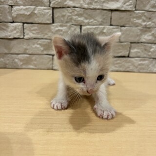 子猫　三毛猫　女の子　生後約3週間